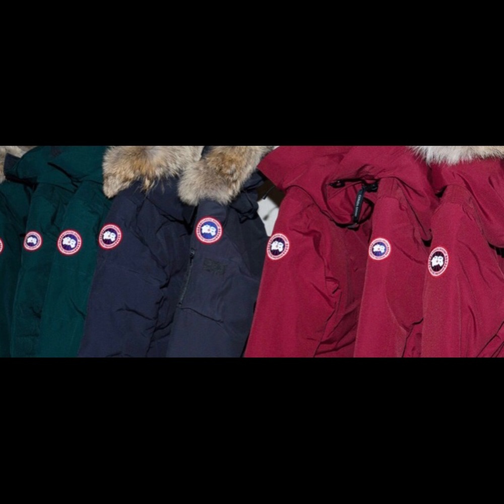 Canada goose